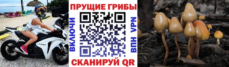 ссылка на мегу ТОР  цены наркотик  Сим  Галлюциногенные грибы мицелий 